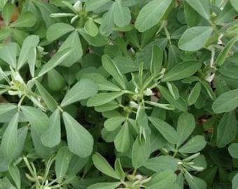 May include: A close-up of a green leafy plant with small white flowers. The plant has a delicate, feathery texture and is growing in a garden setting.