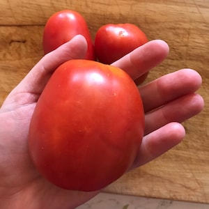 Puede incluir: Una mano sosteniendo un tomate rojo grande y maduro, con otros dos tomates visibles en el fondo. Los tomates son de un color rojo vibrante, y la piel parece lisa y brillante. Los tomates están sobre una superficie de madera.