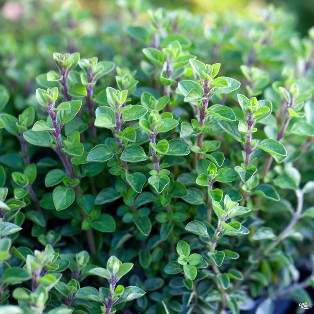 Italian Oregano Herb 500 Seeds Etsy