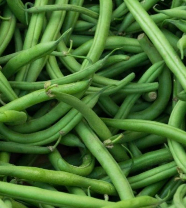 HeadwatersSeeds Landreth Stringless Bush Bean - Thumbnail 2