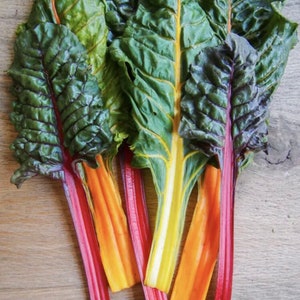 Rainbow Swiss Chard - Organic - 50 Seeds