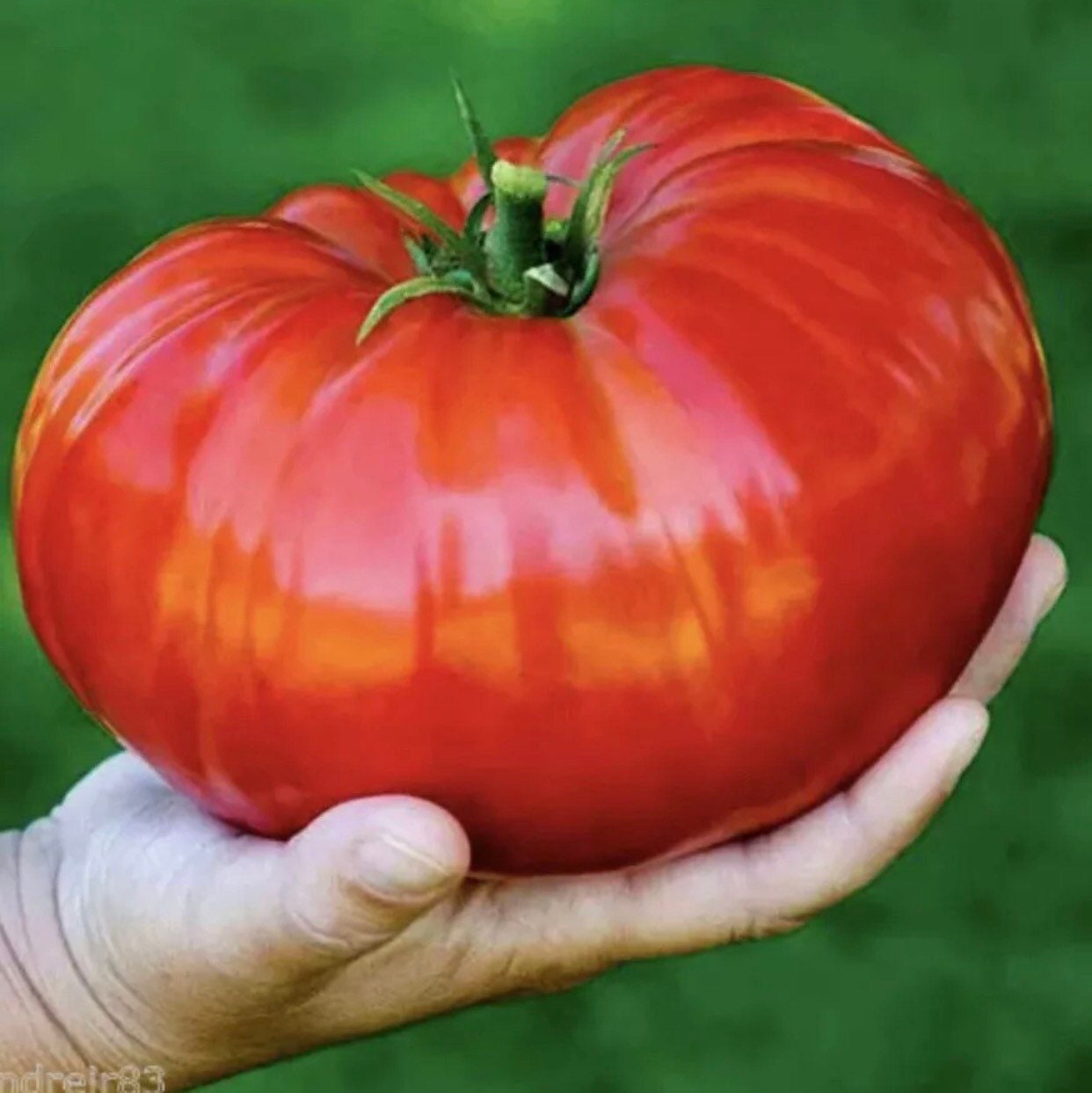 German Giant Tomato Heirloom Organic 20 Seeds Etsy