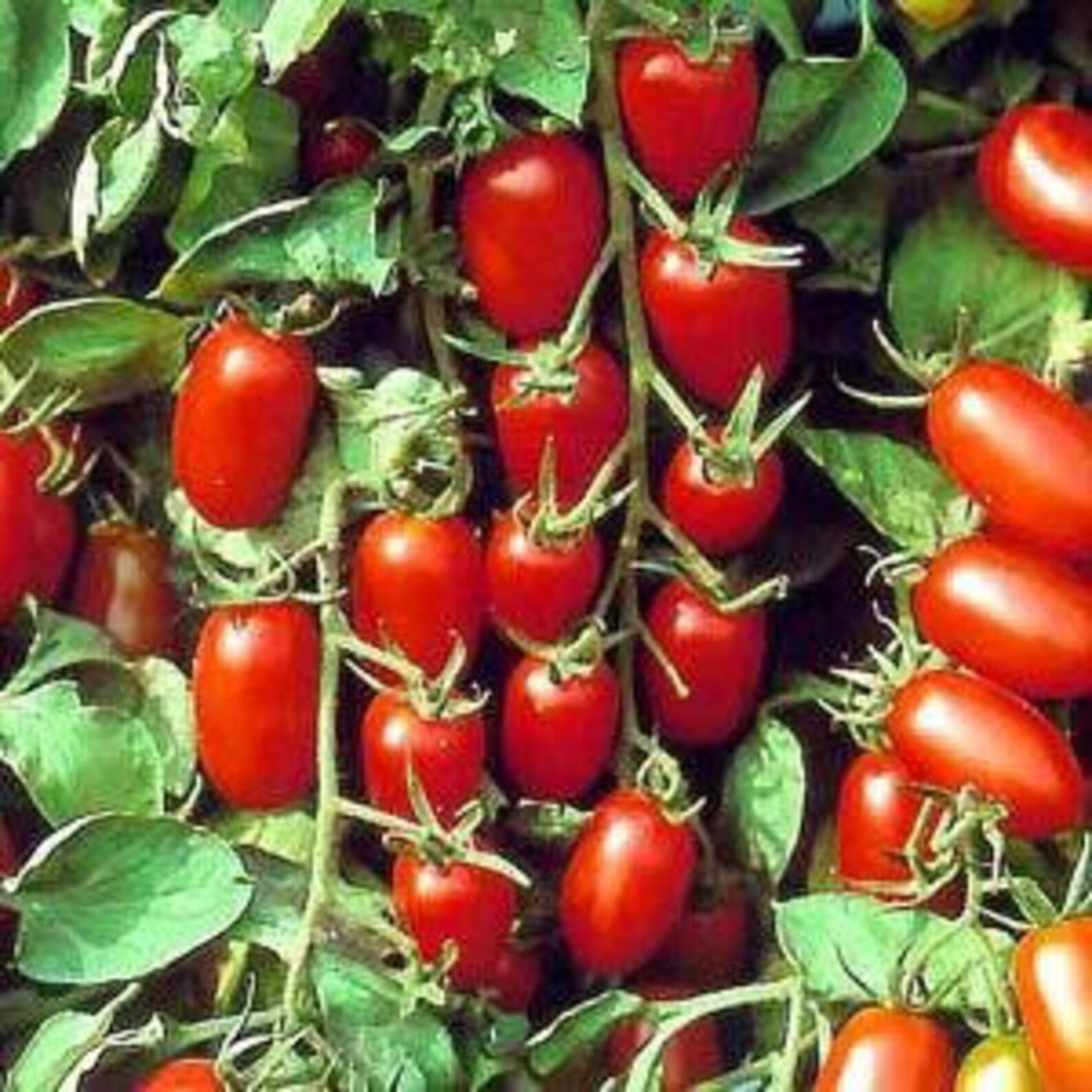Juliet Grape Tomato Organic 20 Seeds Etsy