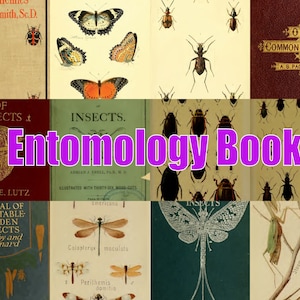421 Entomology - insect ID books insects, beetles spiders downlaad pdf. Illustrated books beautiful