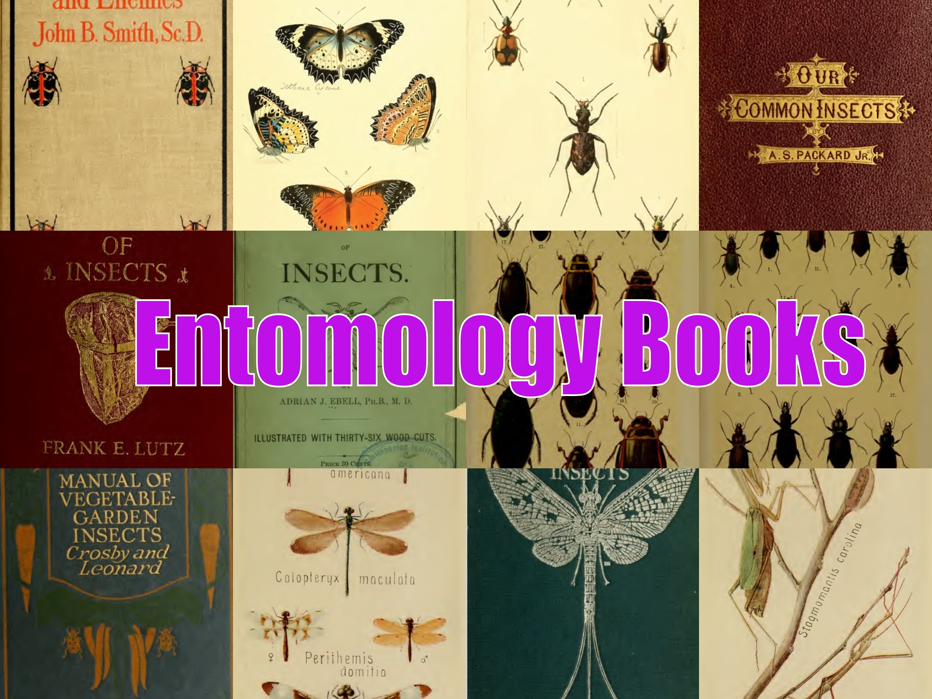 421 Entomology - insect ID books insects, beetles spiders downlaad pdf. Illustrated books beautiful