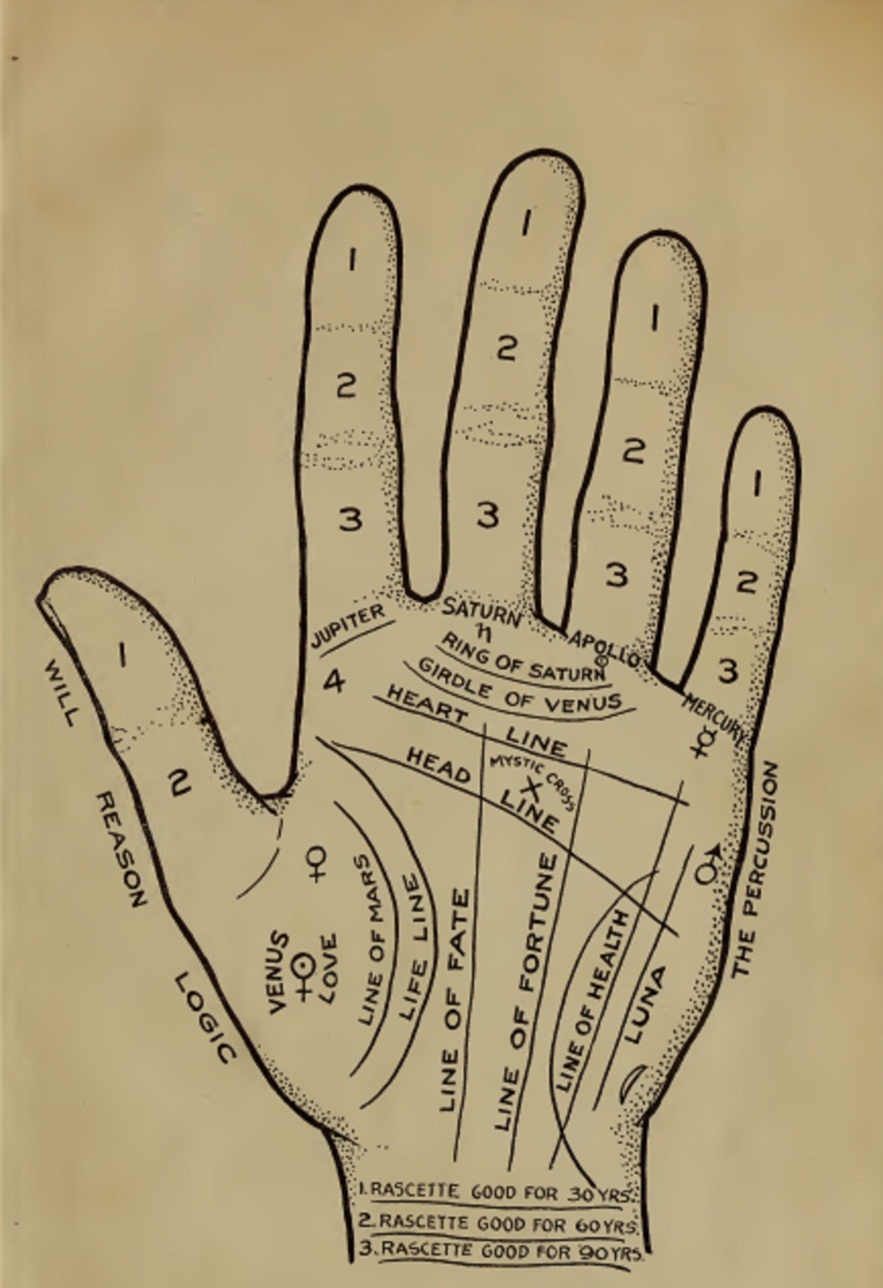 Palmistry and fortune telling 49 vintage Books for download Etsy