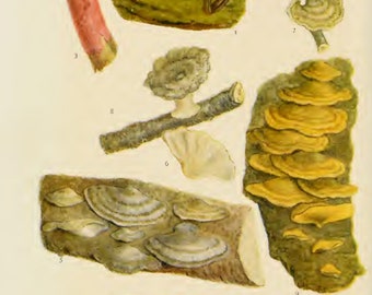 MUSHROOM & Toadstools 39 BOOKS growing identification cultivation Books pdf download