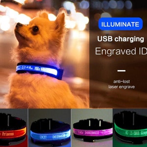 Led dog tags 2025