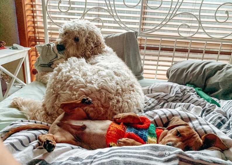 Crochet Pattern Patchwork Dog/Cat Sweater Harry Styles JW ...