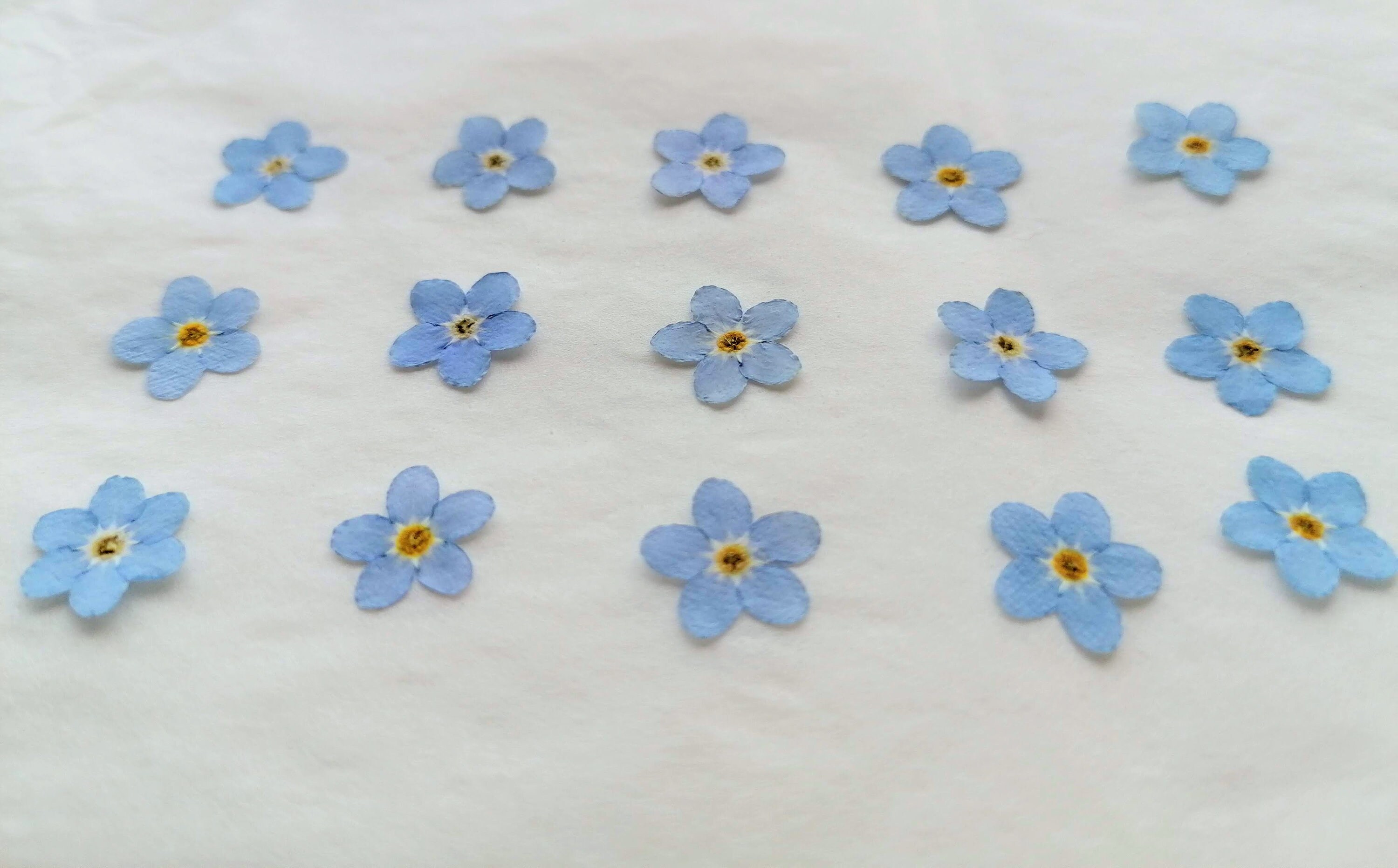 Pressed Pressed Flowers. Grown in England Etsy UK