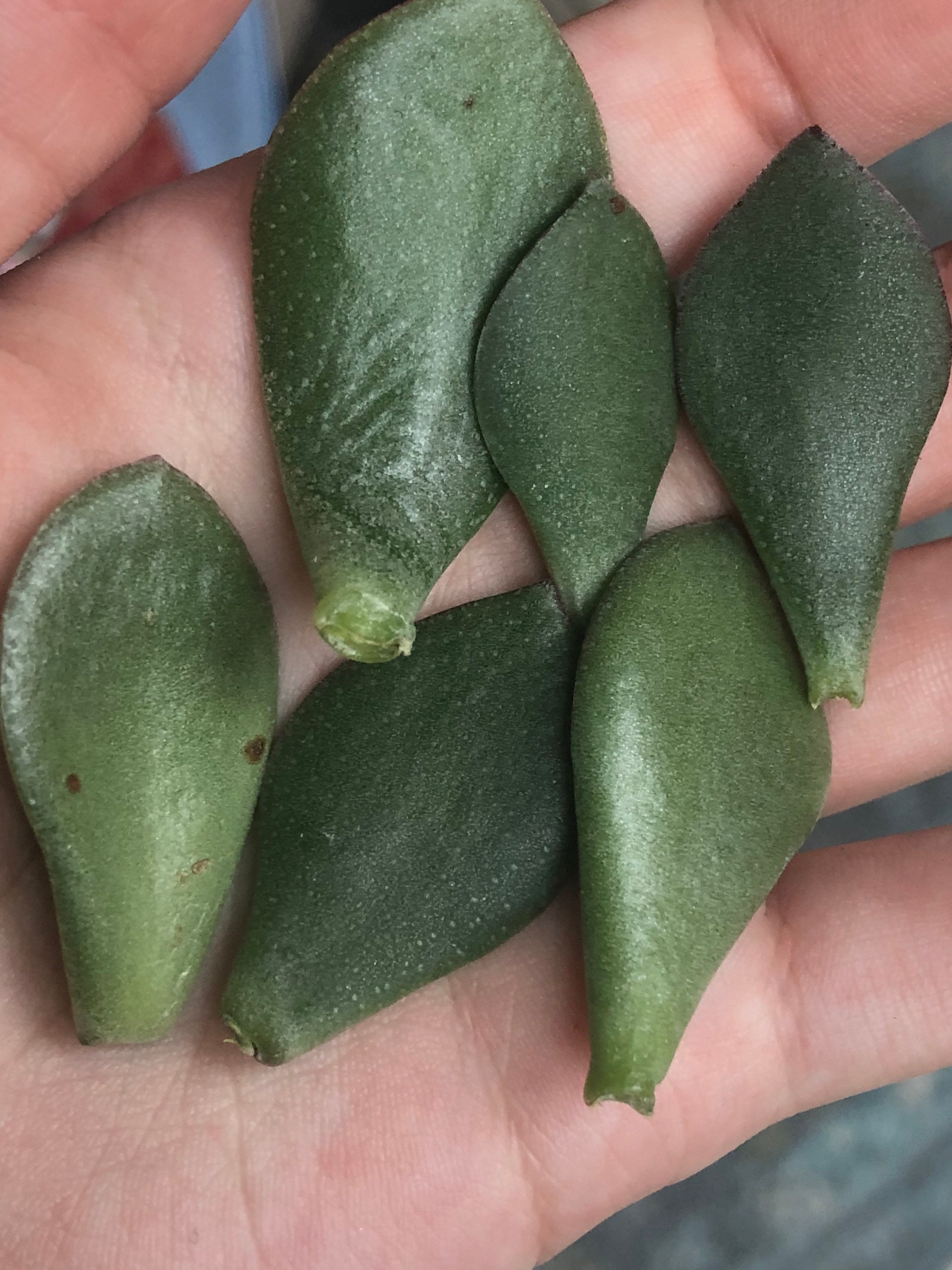 6 Jade Plant Cuttings Etsy