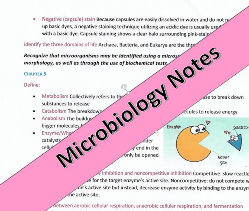Microbiology ALL Notes From the Semester! - Etsy