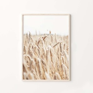 May include: A close-up photograph of a field of wheat, with the stalks of wheat in focus and the background blurred. The wheat is a light brown color, and the stalks are tall and slender.