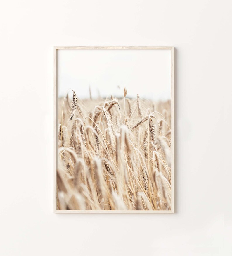 May include: A close-up photograph of a field of wheat, with the stalks of wheat in focus and the background blurred. The wheat is a light brown color, and the stalks are tall and slender.