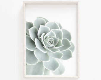 Succulent Photography Print, Modern Botanical Wall Art (Digital Download)