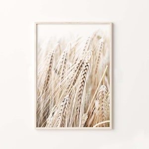 May include: A close-up photograph of a field of wheat, with the focus on the wheat stalks in the foreground. The wheat is a light beige color and the background is a soft white.