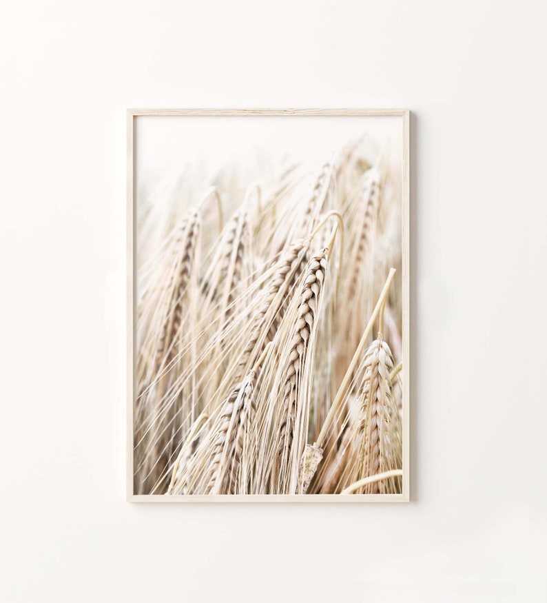 May include: A close-up photograph of a field of wheat, with the focus on the wheat stalks in the foreground. The wheat is a light beige color and the background is a soft white.