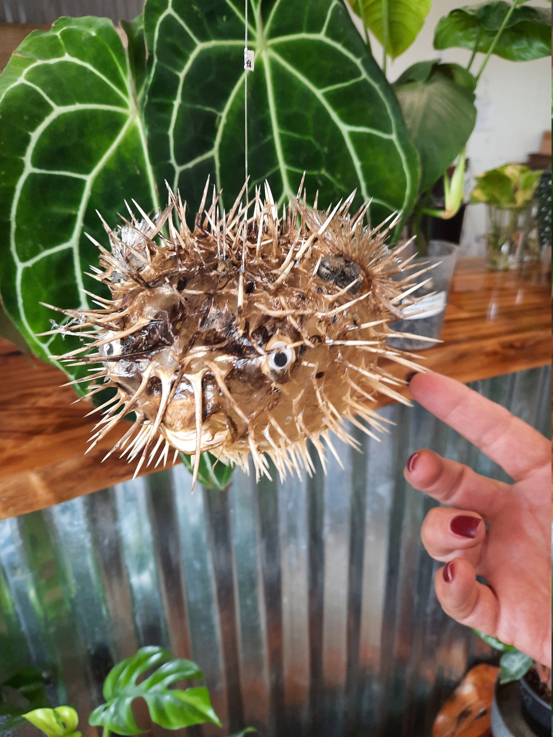Real Dried Puffer Fish Taxidermy Porcupine Puffer Hanging Fish Etsy