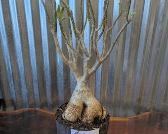 May include: A desert rose plant with a thick, bulbous caudex base and multiple slender, branching stems featuring small green leaves. A white label on the dark pot displays the handwritten text #1 24 inches, indicating the plant height.