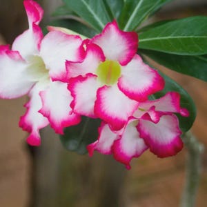 Desert Rose Adenium Obesum / LARGE Seedlings Branching 4