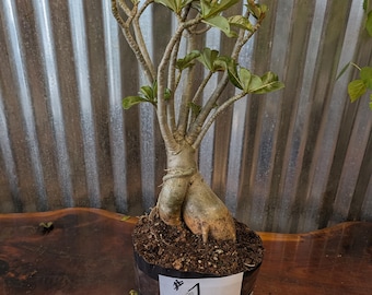 Desert Rose Adenium Obesum bonsai, EXACT plants pictured , choose from drop down menu