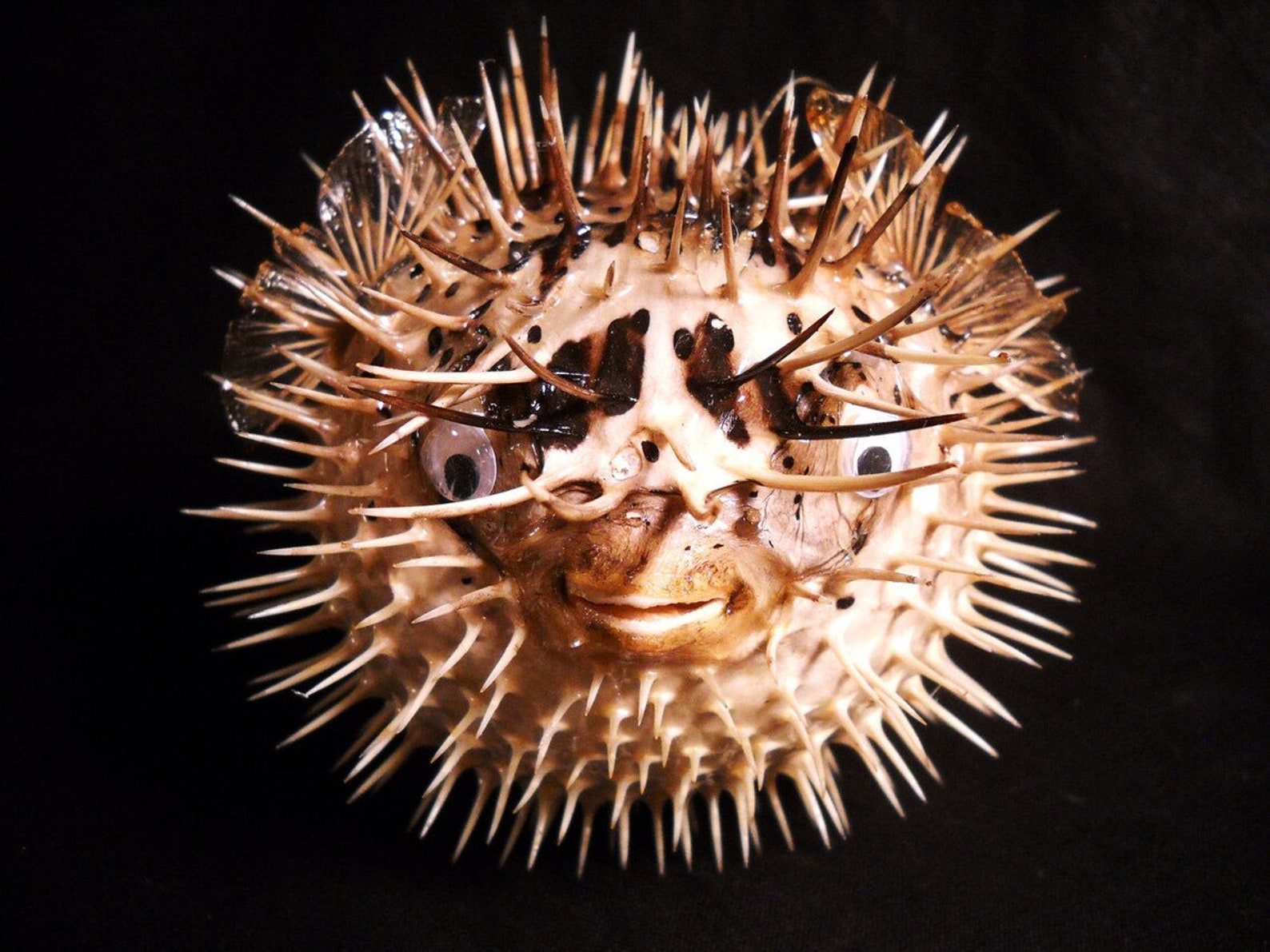 Real Dried Puffer Fish Taxidermy Porcupine Puffer Hanging Fish Etsy