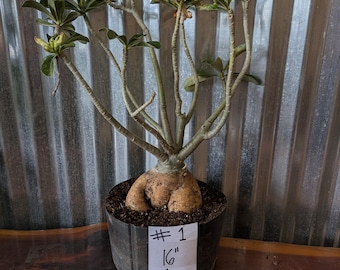Desert Rose Adenium Obesum bonsai, EXACT plants pictured , choose from drop down menu