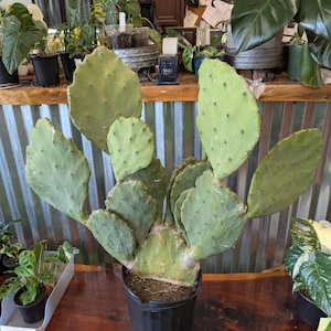 May include: A large green prickly pear cactus plant in a black plastic pot. The cactus has many pads and is growing upright.