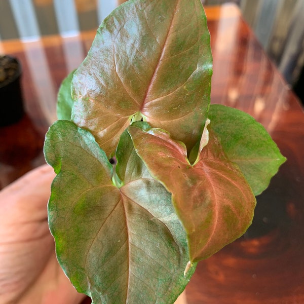 Syngonium Merry arrow head