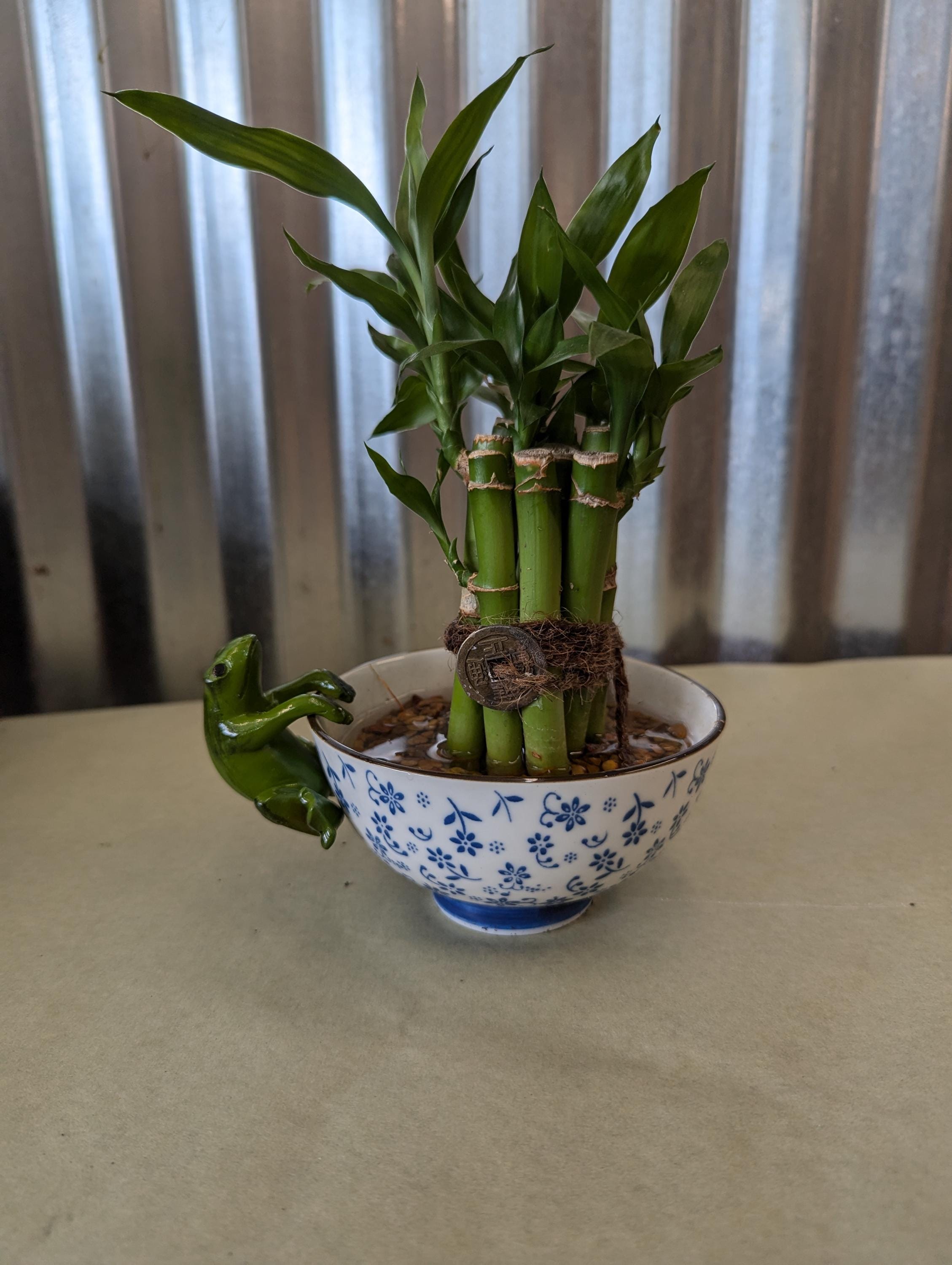 bantel sensation snake plant Bantel's Sensation Snake Plant - 6