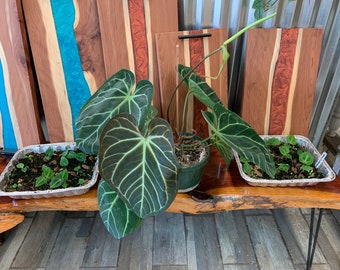 Anthurium Magnificum / Crystallinum seedling cross. Beautiful and healthy