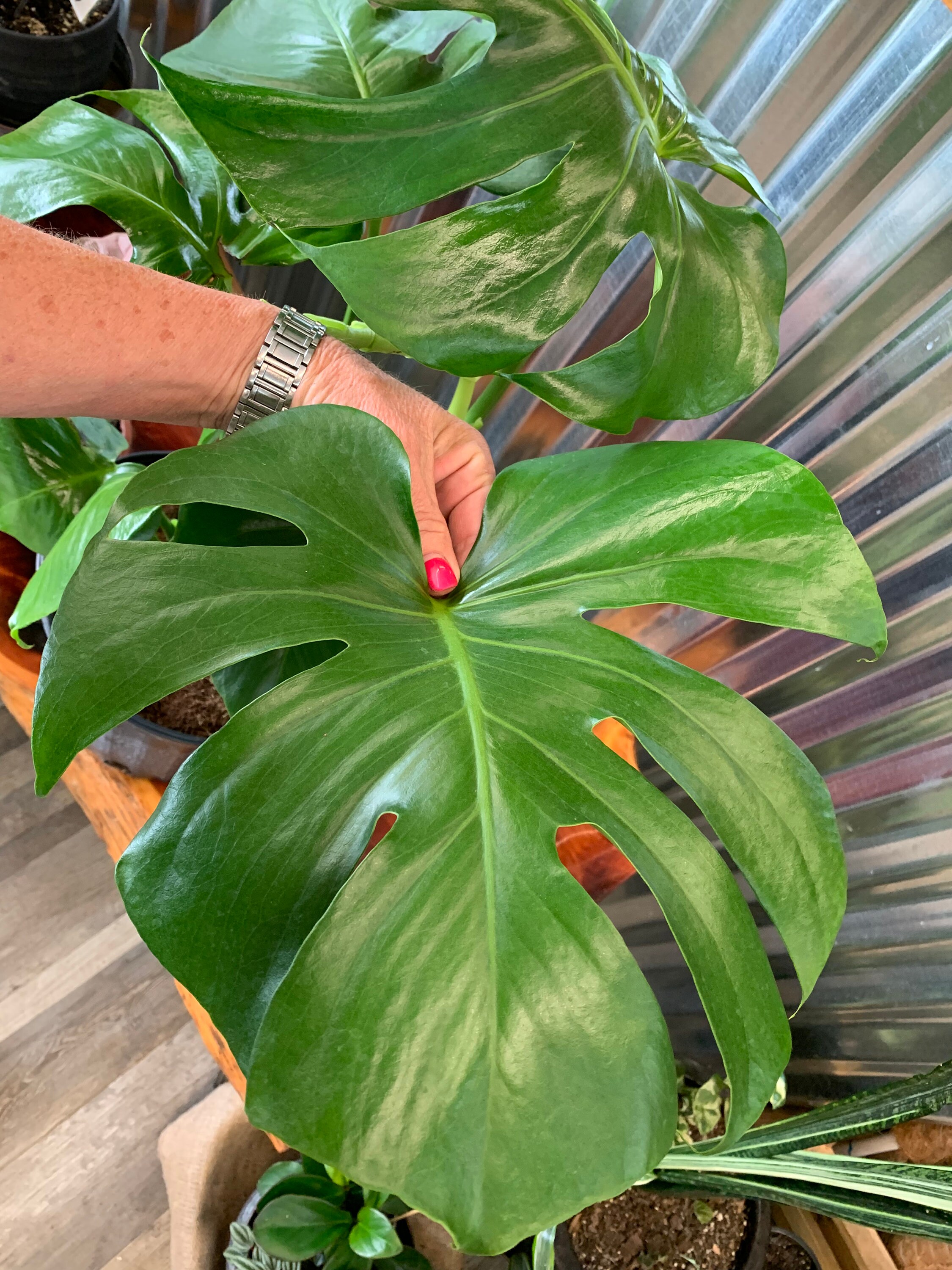 GIANT Monstera Deliciosa Split Leaf Ships 2 Gallon Growers pot Etsy