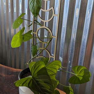 May include: A wooden plant trellis with a geometric design featuring circles and half-circles. The trellis is light brown and is being used to support a green plant with large leaves.