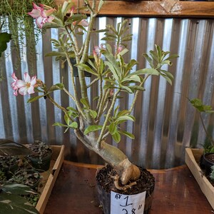 Desert Rose Adenium Obesum bonsai, EXACT plants pictured , choose from drop down menu