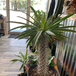 Madagascar Palm Pachypodium Lamerii 15 / 40 HUGE image 4