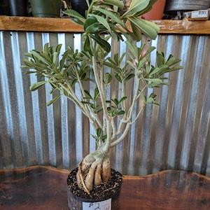 Desert Rose Adenium Obesum bonsai, EXACT plants pictured , choose from drop down menu