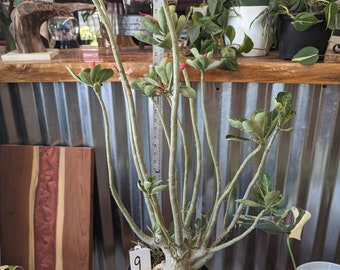 Desert Rose Adenium Obesum bonsai, EXACT plants pictured, choose from drop down menu BEST PRICES