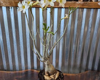 怪奇植物　シルバー人魚ホヤ Hoya polyneura broget 週末セール怪奇植物 斑入り人魚ホヤ Hoya polyneura broget Hoya