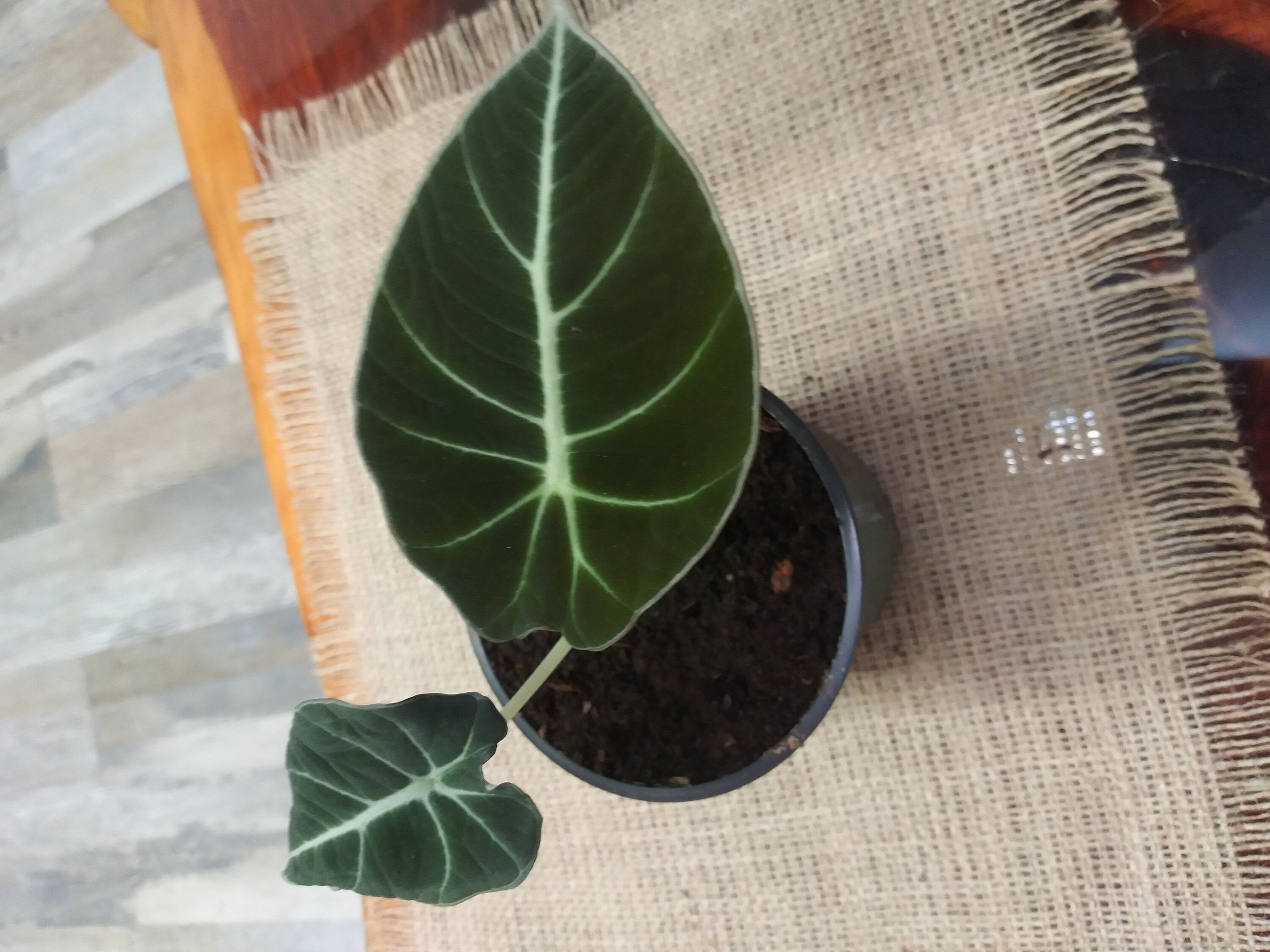 Alocasia reginula 'Black Velvet' - Rare Houseplant - Velvet L…