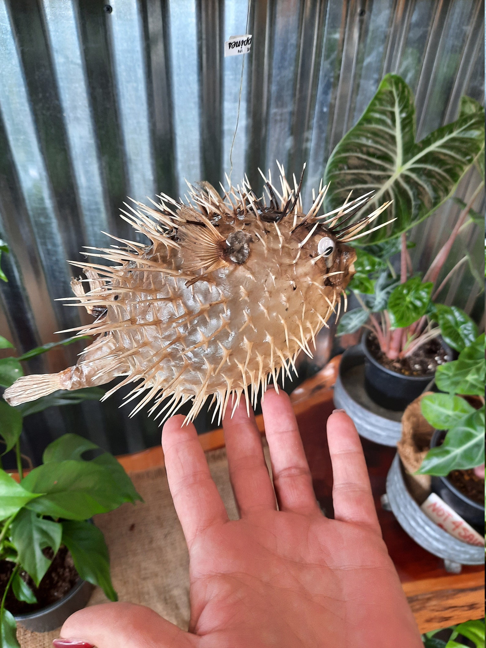 Real Dried Puffer Fish Taxidermy Porcupine Puffer Hanging Fish Etsy