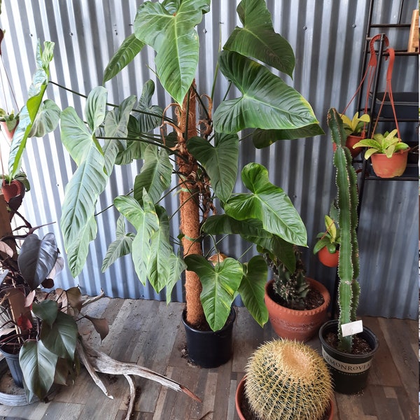 Philodendron Sharoniae Tenue - rare aroid - ROOTED plants largest leaves are 7-9". SELLING ACTUAL Plants Shown