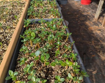 25+ SPECIAL* /Desert Rose Seeds  / Adenium Obesum / Arabicum Thai Soco Assorted Colors Includes double - triple petals / USA / FREE Shipping