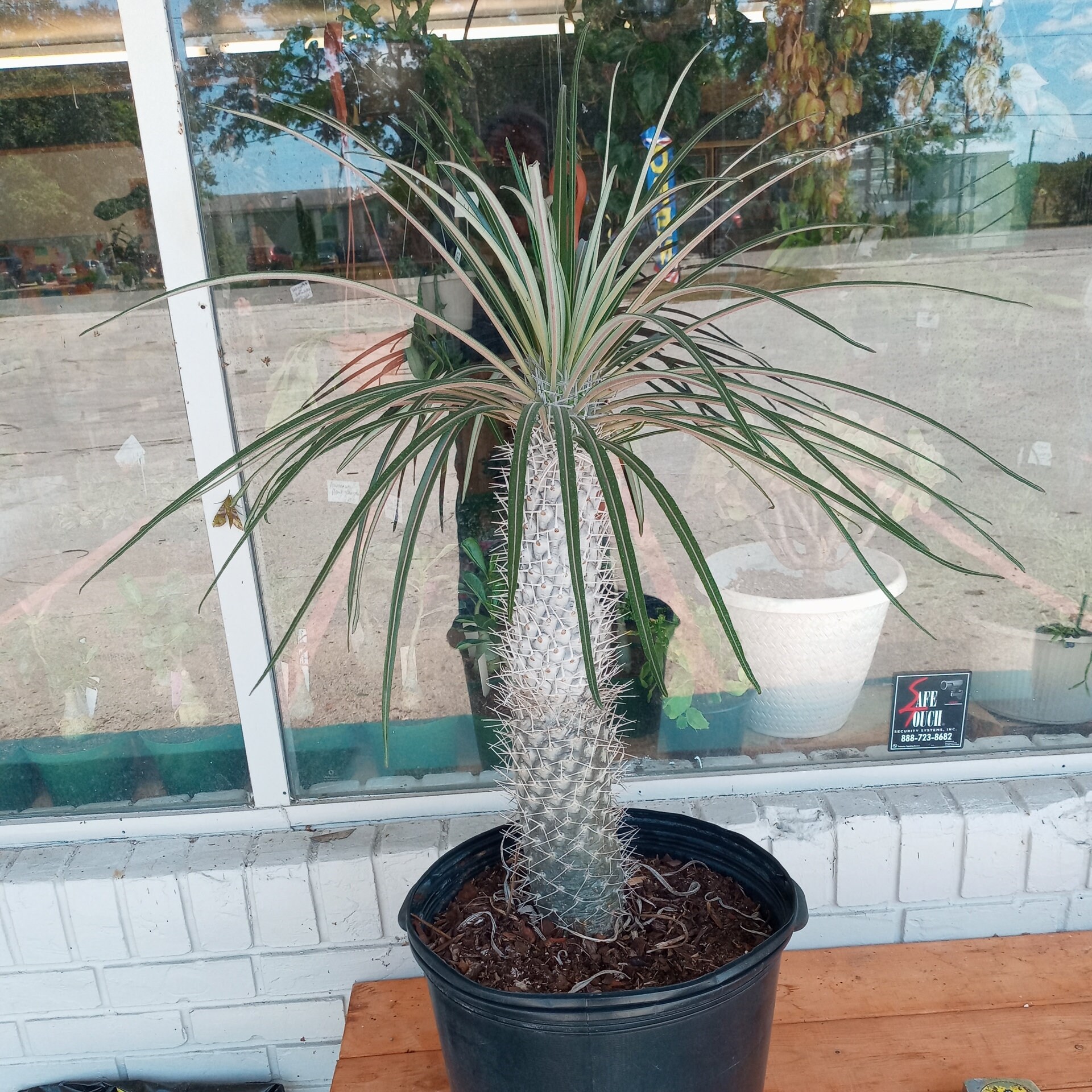 Madagascar Palm Pachypodium Gayi Silver 15
