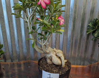 Desert Rose Adenium Obesum bonsai, EXACT plants pictured , choose from drop down menu