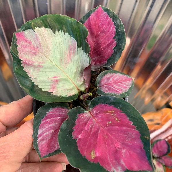 Calathea Rosey .....