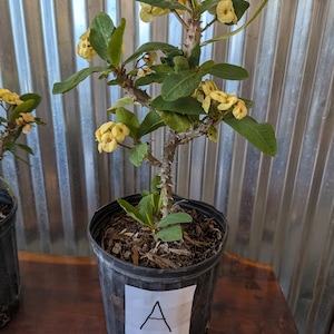 May include: A potted plant with yellow flowers and green leaves. The plant has a thorny stem and is in a black plastic pot. A white label with the letter "A" is affixed to the pot. The background is a corrugated metal wall.
