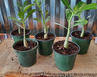 1 appox 5"-7" Desert Rose (Adenium obesum) - Rooted POTTED seedlings