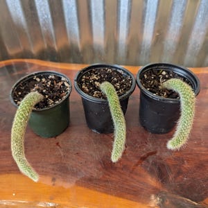 Monkey Tail Cactus – Hildewintera colademononis / Rare Fuzzy Trailing Succulent –  – 4&quot; Pot / 5-6&quot; LONG / Easy Care Plant