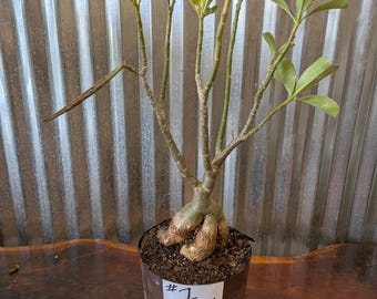 Desert Rose Adenium Obesum bonsai, EXACT plants pictured , choose from drop down menu