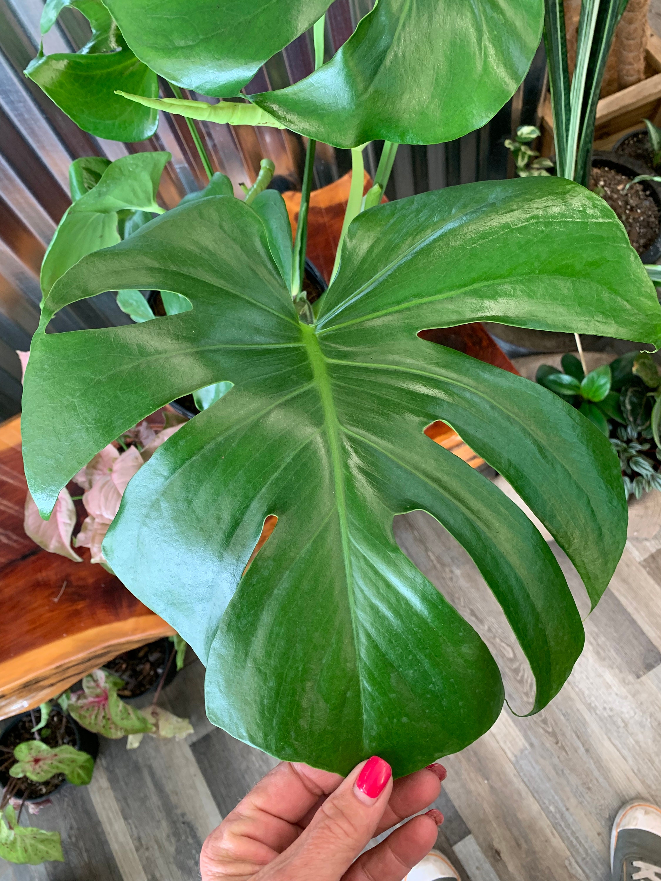 GIANT Monstera Deliciosa Split Leaf Ships 2 Gallon Growers pot Etsy